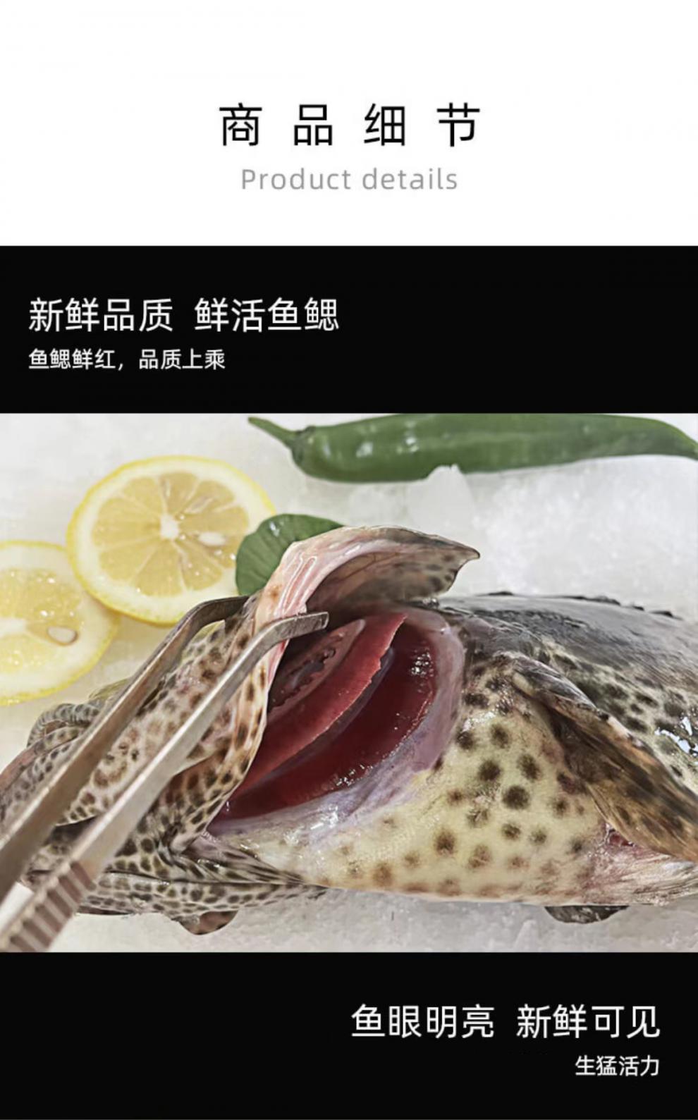 斑石斑鱼海鲜水产生猛深海鱼现货老虎石斑鱼活冻海鲜 2斤【图片 价格