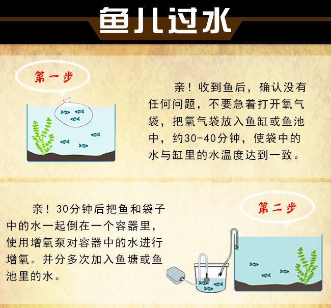 观背青鳉观赏鱼魔法鱼冷水鱼小型锦鲤金鱼不打氧好养活体鱼池院子随机