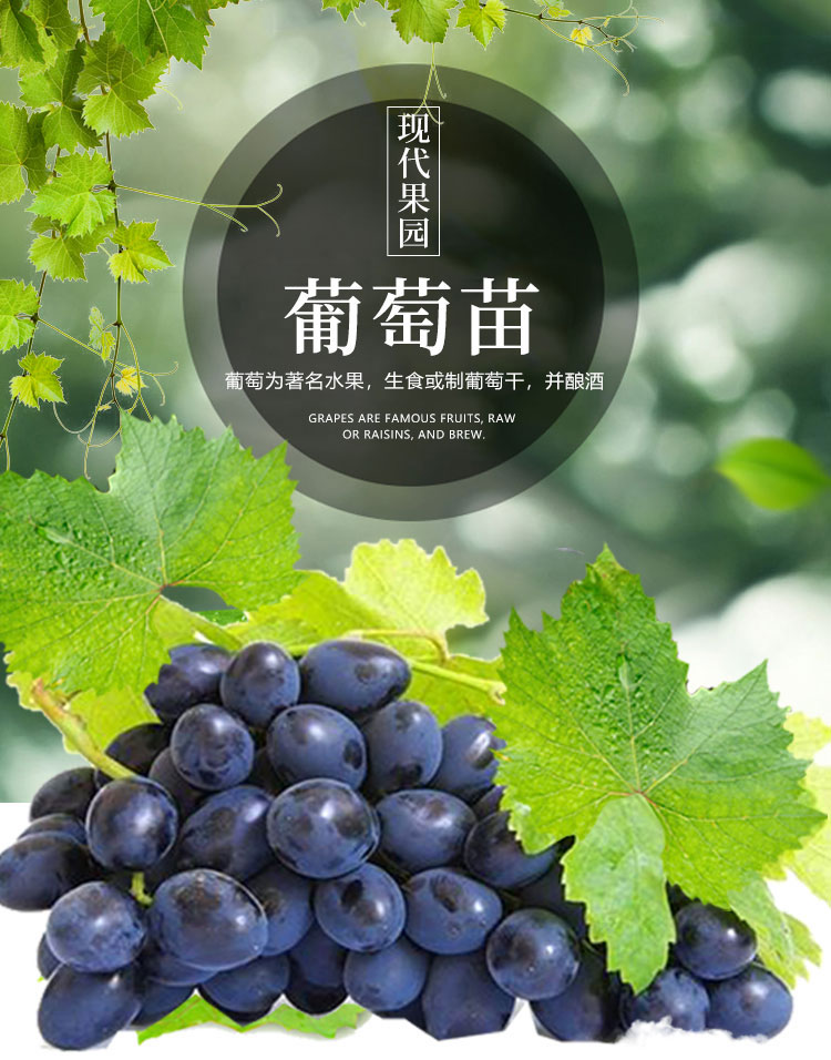 现货 京东云仓发货 马奶提子葡萄 无核奶油葡萄 白牛奶葡萄苗 南方
