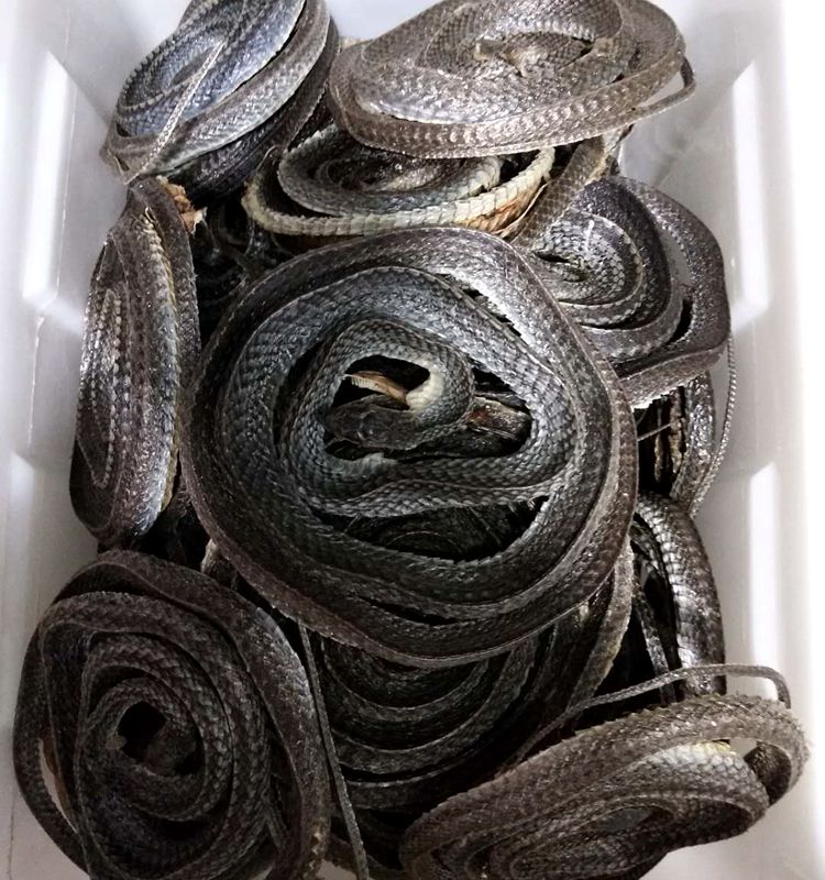 中药材乌稍蛇500克 四川乌蛇 乌梢蛇干特级五步蛇现有大货【图片 价格