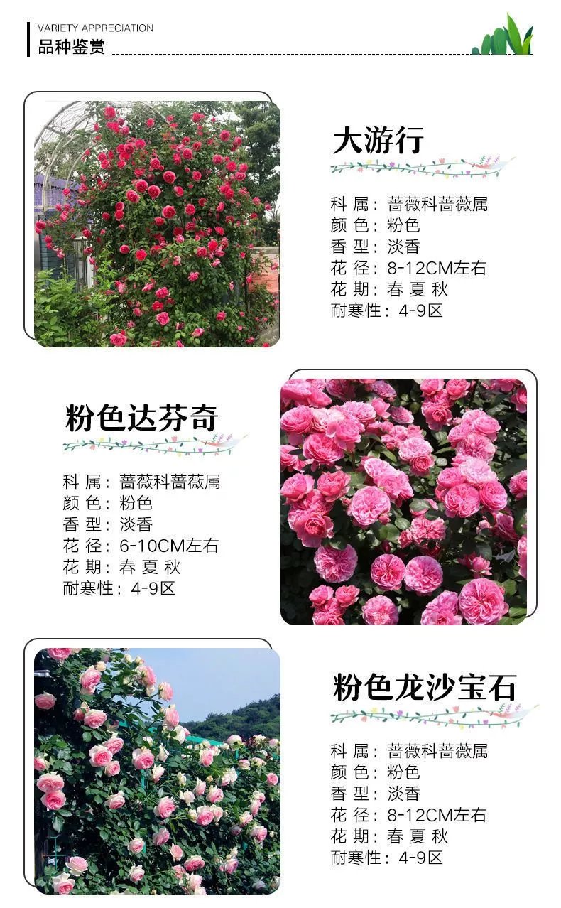 22，薔薇花苗藤本月季特大花樹庭院爬藤植物陽台花卉玫瑰盆栽四季開花 自由精神 四季開花 大花 濃香 小苗高度10-15厘米高營養鉢苗