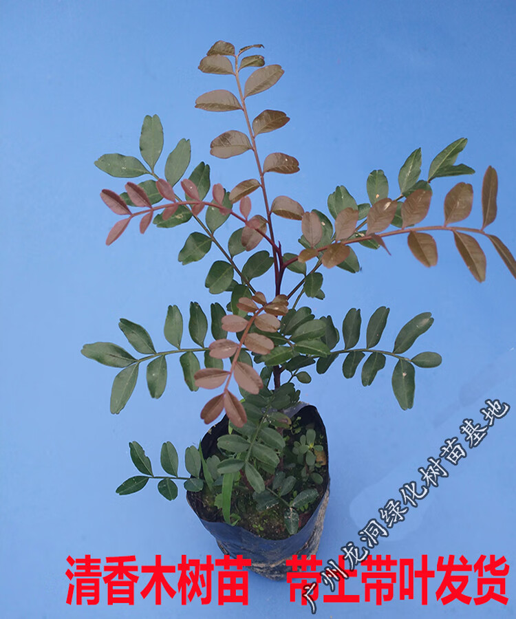 花姬云南正宗红芽清香木树苗四季常青清香木盆栽清新阳台耐寒植物 清