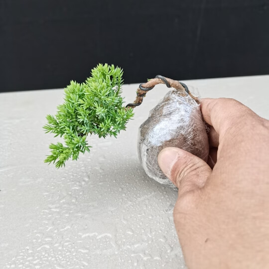 新西兰微型小品盆景拇指盆景珍珠地柏小盆景珍珠地柏小盆栽植物 小