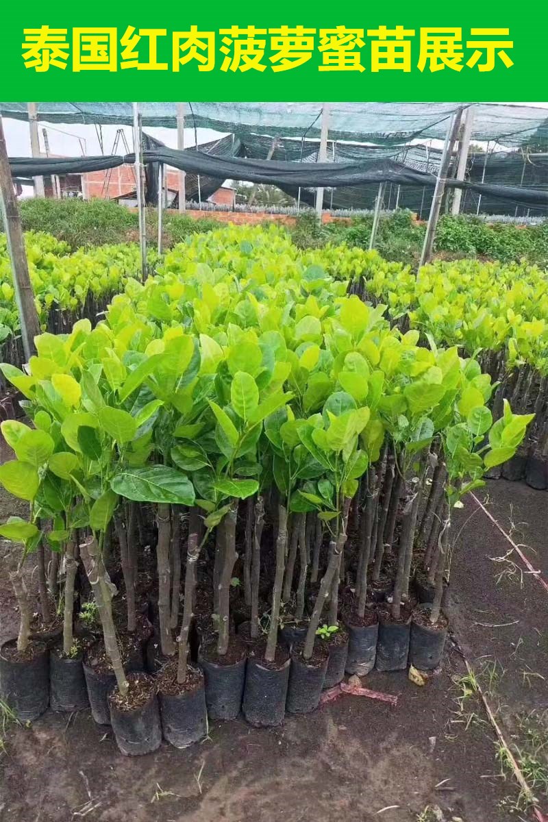 榴莲蜜苗树 新品种嫁接果树苗南方种植菠萝蜜苗四季水果树苗盆栽 收到