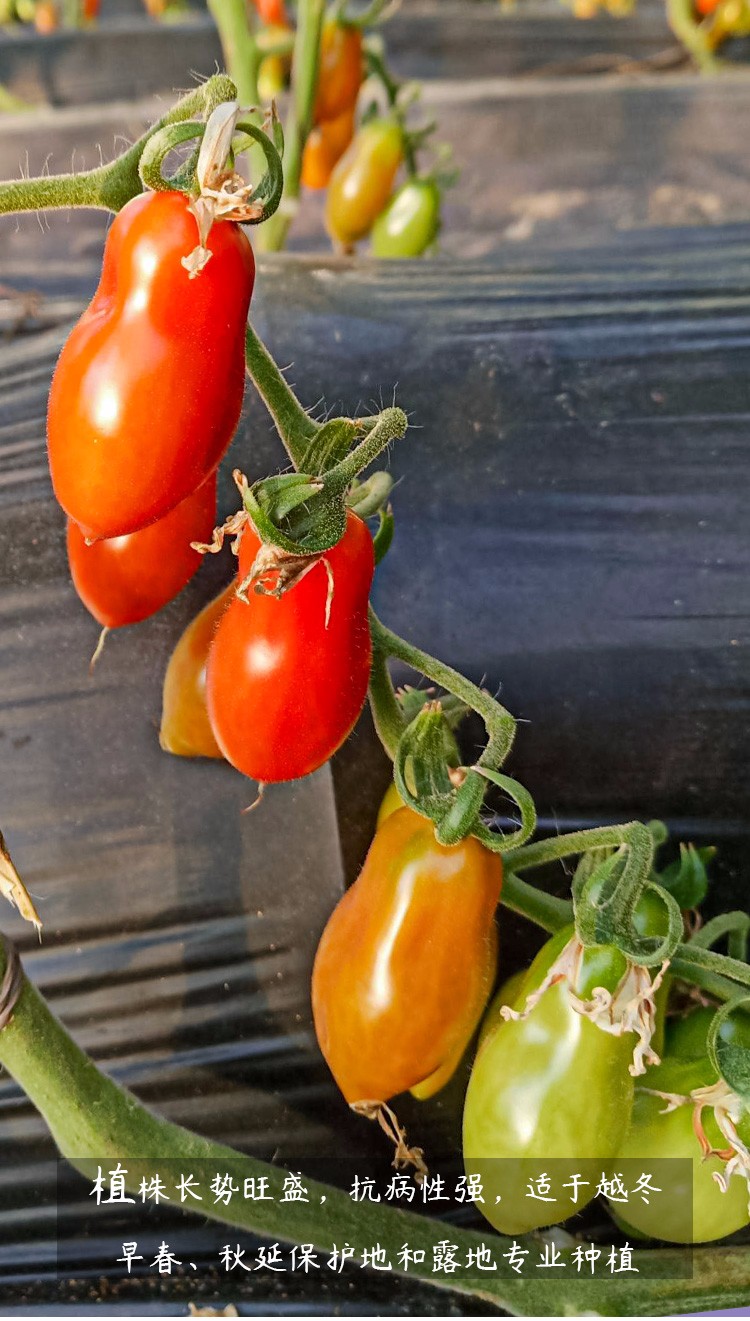 农之子 花生西红柿种子小柿子番茄种苗 【黄果香甜】花生柿子种子 10