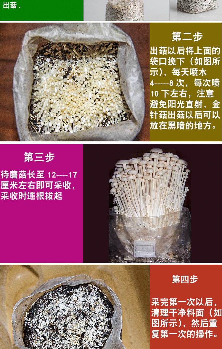 蓝桂圆(languiyuan)定制 金针菇菌种 菌包 家庭种植食用蘑菇菌包平菇