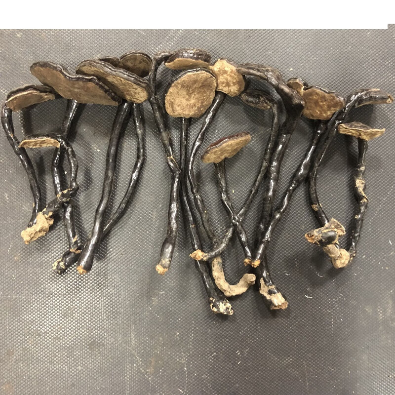 海南精选野生竹灵芝250g整枝长颈厚肉竹林芝干货煲汤材料** 500g