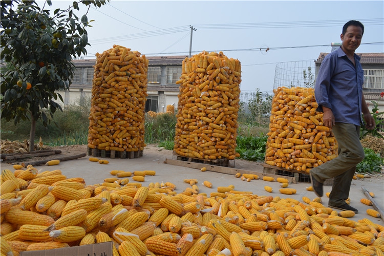 5斤纯高粱面粉生红高粱粉馒头面粉农家自产煎饼面粉杂粮粉2斤纯红高粱