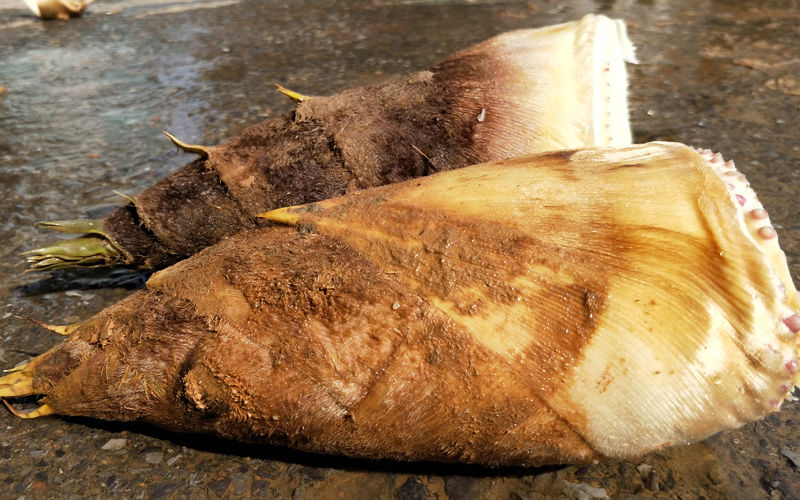 福建高山新鲜春笋5斤现挖现卖竹笋毛竹笋黄泥春笋时令蔬菜春笋春笋5斤