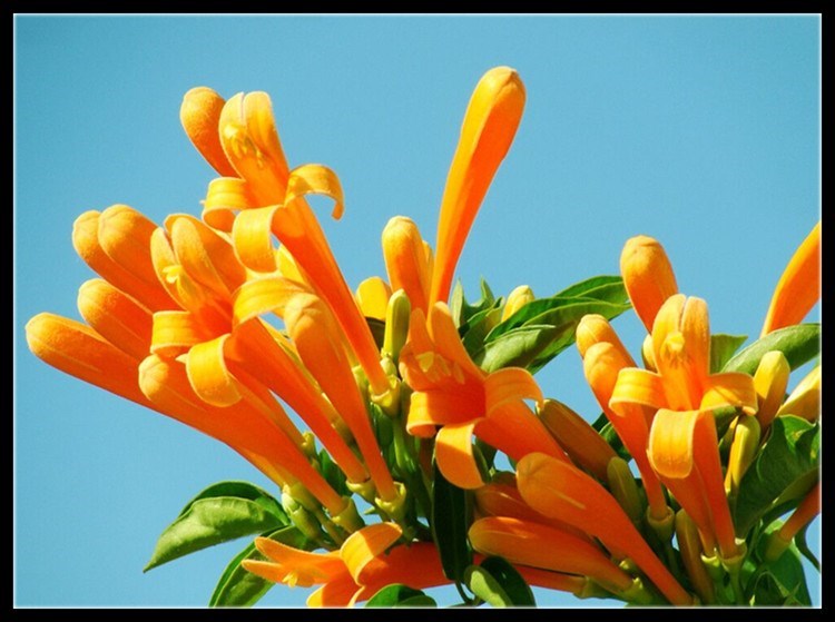 花姬凌宵凌霄花苗花树盆栽爬藤植物庭院带花四季攀爬阳台当年开花6年