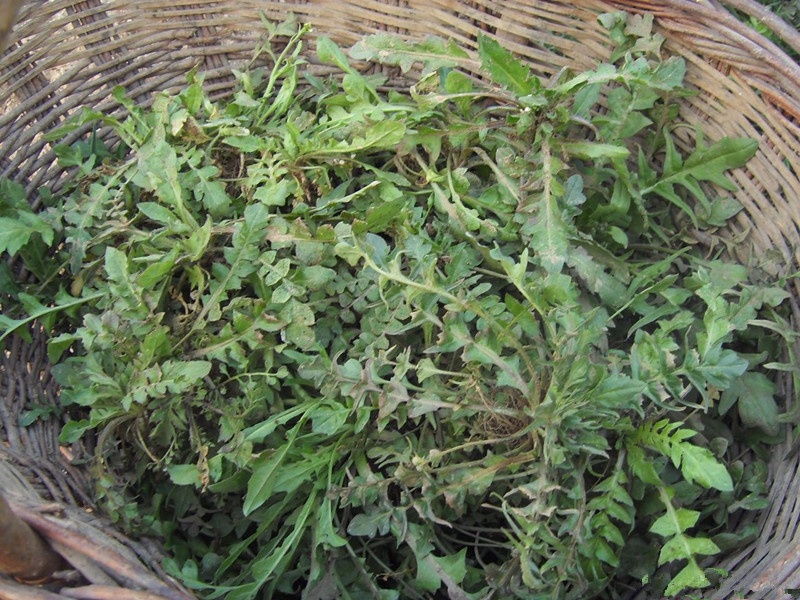 农家新鲜绿色荠菜种子野菜 大叶荠菜袋装