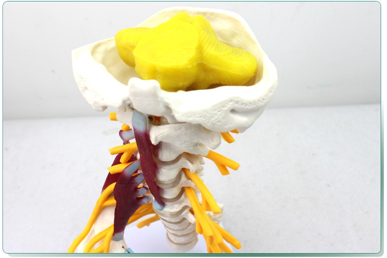 頤諾人體脊椎腰椎胸椎頸椎頸動脈骨骼標本骨科模型臂叢神經肌肉頭骨