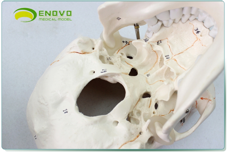 1醫學用高端仿真成人人體頭骨模型頭顱骨模型頭骨口腔顱骨模型解剖