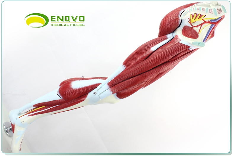 enovo颐诺人体下肢肌肉血管神经模型腿部运动系统医学人体解剖大腿