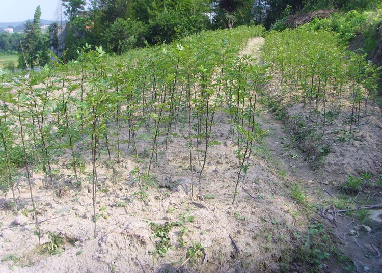 卓天凤县大红袍盆栽香椒大花椒苗青花椒山椒狗椒蜀椒川椒红花椒树苗 2
