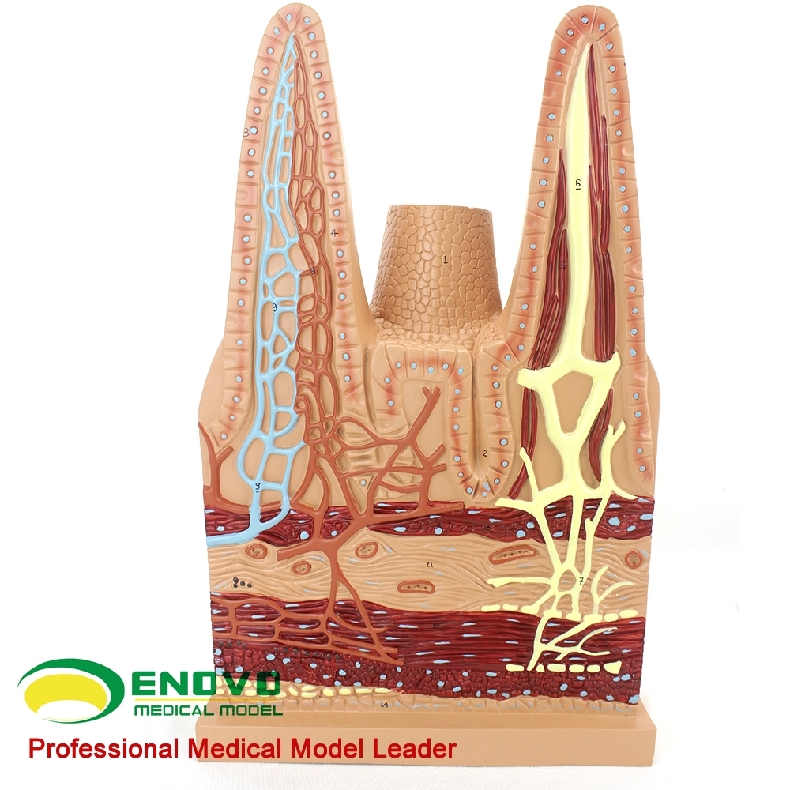 enovo颐诺医学用人体小肠绒毛解剖模型消化系统模型医用生物教学消化