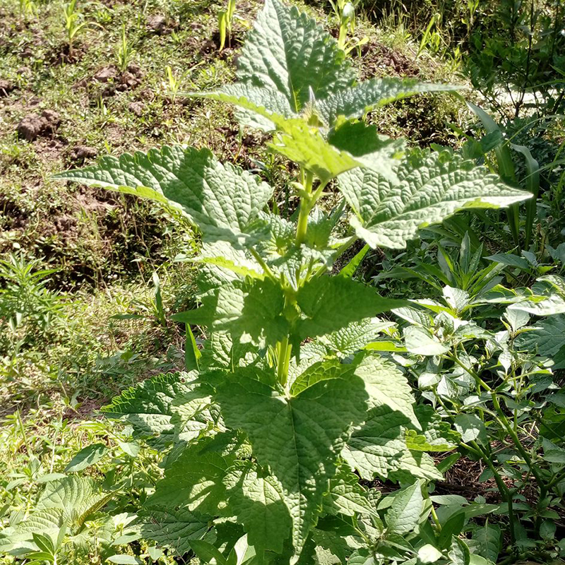 恬女神【顺丰】新鲜藿香叶 鱼香叶菜 500g 果浓鱼香菜藿香苗草泡茶