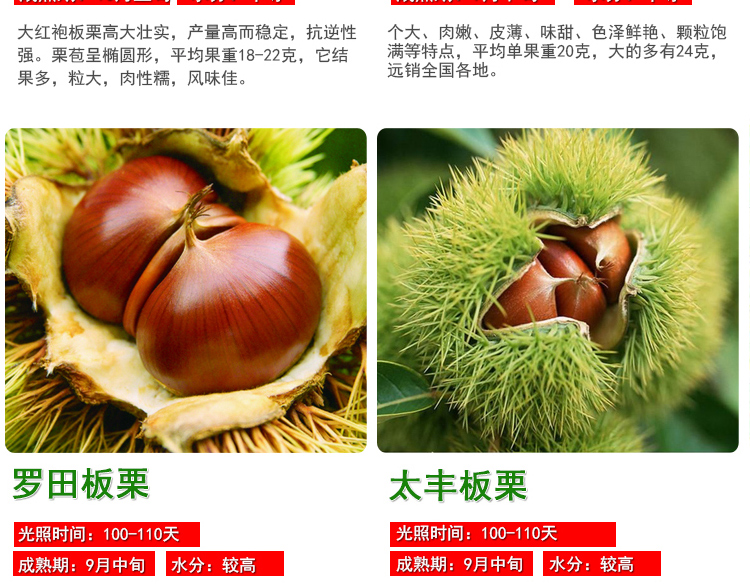 板栗树苗 大红袍板栗苗 栗子苗 果树苗 当年结果果树苗南北方种植 节