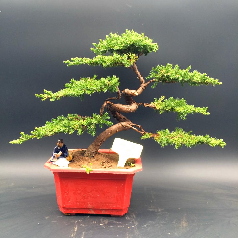 造型松造型盆景地柏铺地柏迎客松盆栽盆景办公室庭院景观绿植阳台窗台