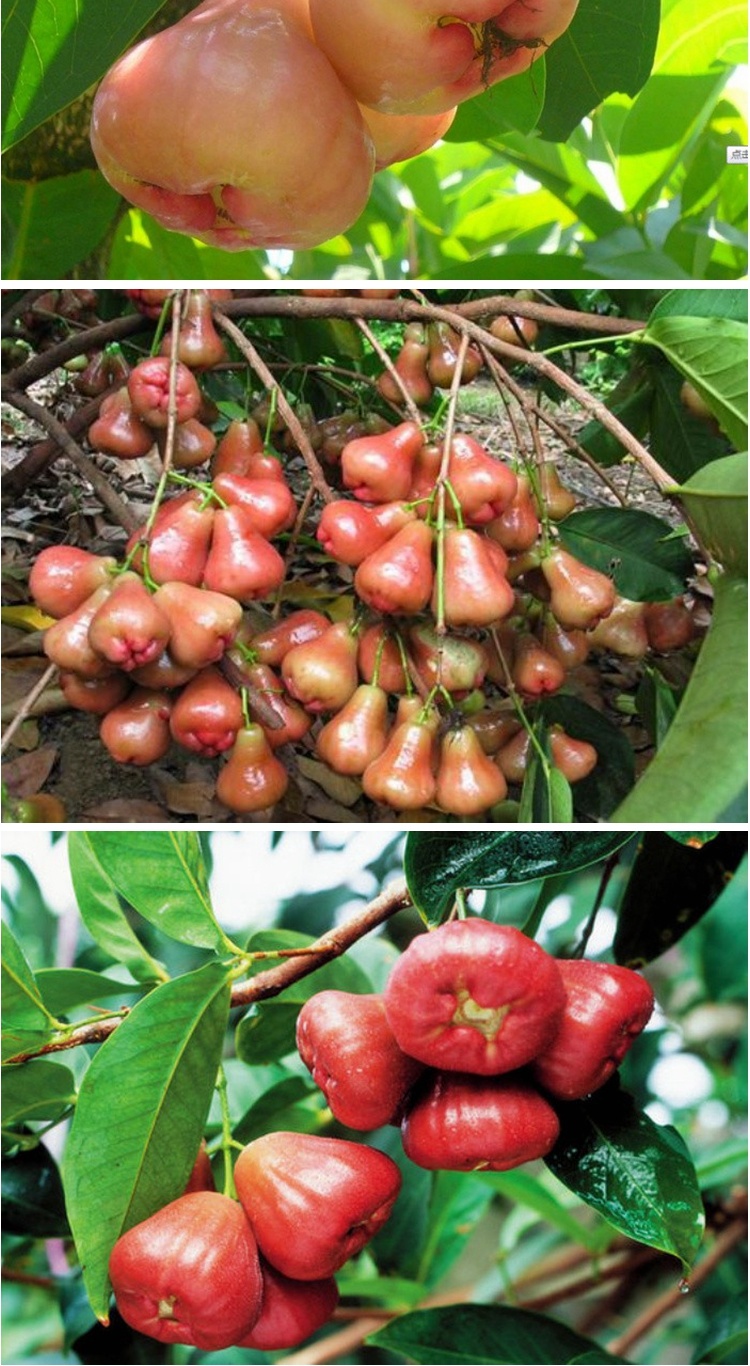 茗轩 进口台湾庭院盆栽黑珍珠莲雾苗 黑金刚莲雾苗 果树苗 香水巴掌