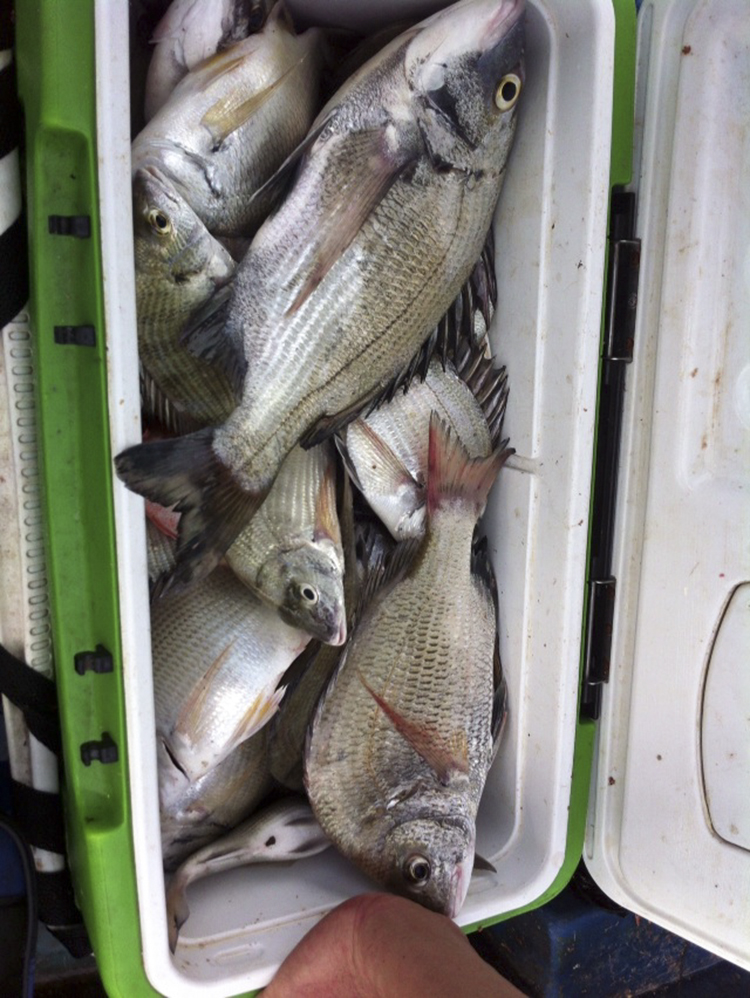 蝦粉釣魚餌鯔梭底攻黑鯛霸王鯔魚梭魚鱸魚烏頭野釣餌料 紅海哥1代1800