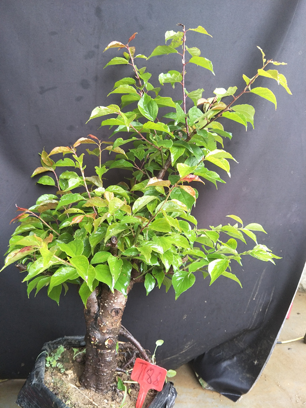 红梅花盆栽梅花苗原生红梅树桩盆景绿梅骨里红乌梅树苗 15年红梅 不含