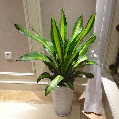 室内客厅大型螺纹铁万年青金钱树金边巴西铁树金钻绿盆栽金钻45高左右