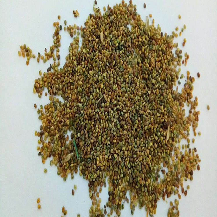 护坡灌木种子胡枝子紫穗槐小冠花荆条猪屎豆刺槐银合欢灌木种子蛇床子