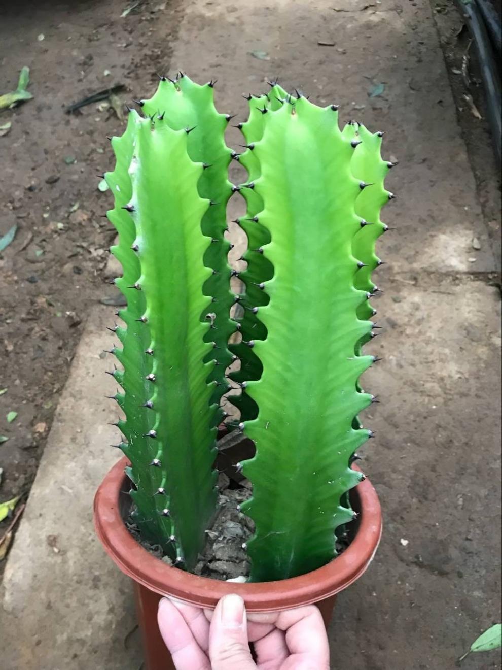 多肉巴西龙骨花量天尺仙人柱龙骨嫁接彩麒麟 龙骨嫁接彩麒麟35-45厘米