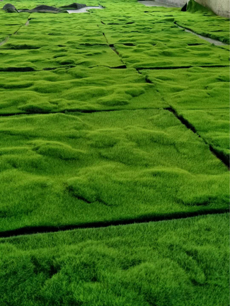 仿真绿植物墙青苔藓草坪仿真草坪绿色植物场景橱窗展示摆设假苔藓 4号