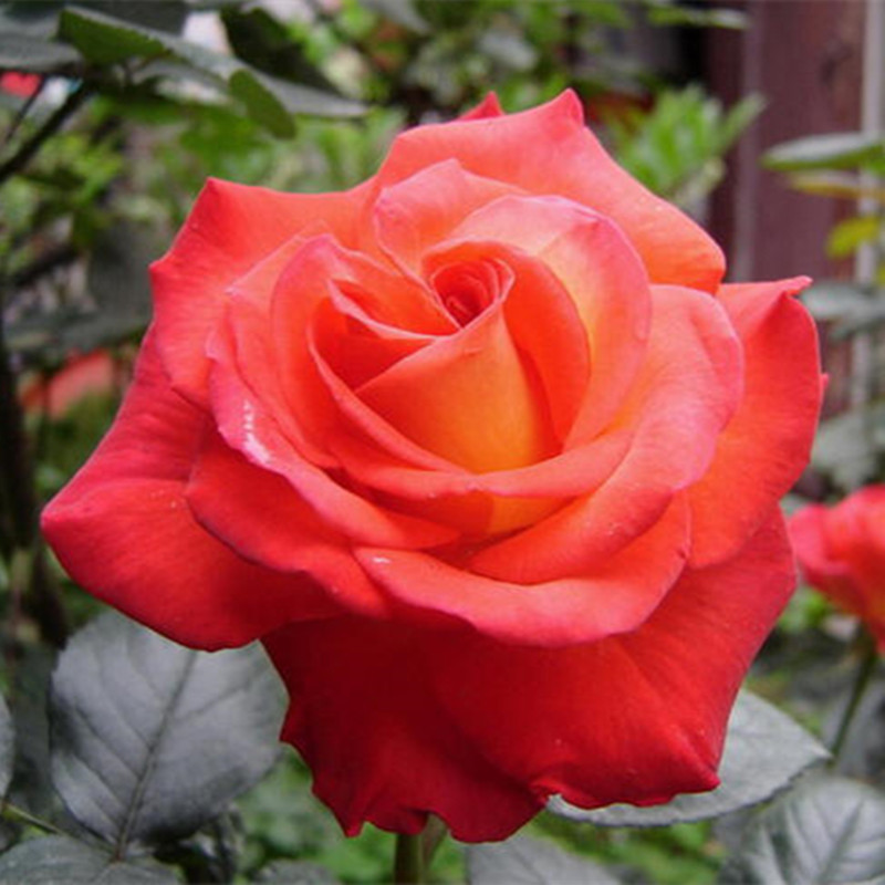 绯扇大花月季 强香型 花朵艳丽耐开 盆栽 地栽 6年苗