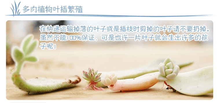 绿植盆栽批发价格表大全