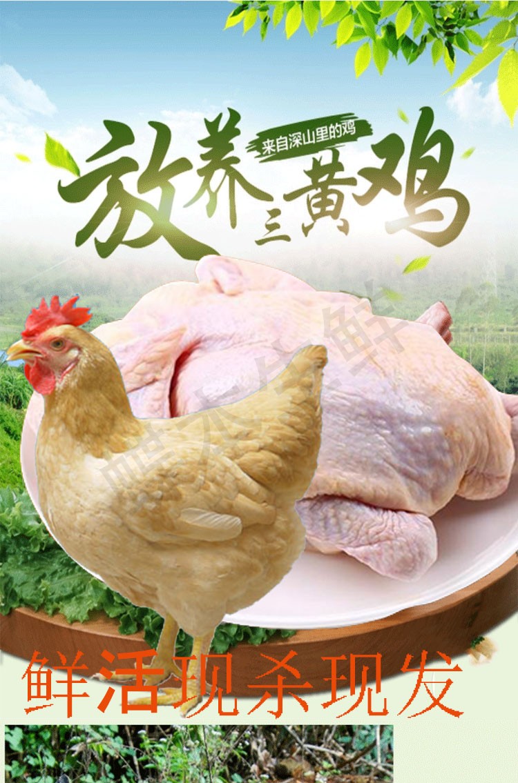 星云湖广东清远三黄鸡整只鲜活农家散养走地鸡童子鸡活鸡现杀净膛发货