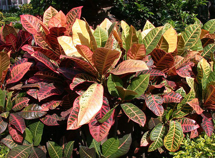 御卉阁室内盆栽彩色变色木彩叶苗木盆栽花卉植物花卉盆景好养活的花卉