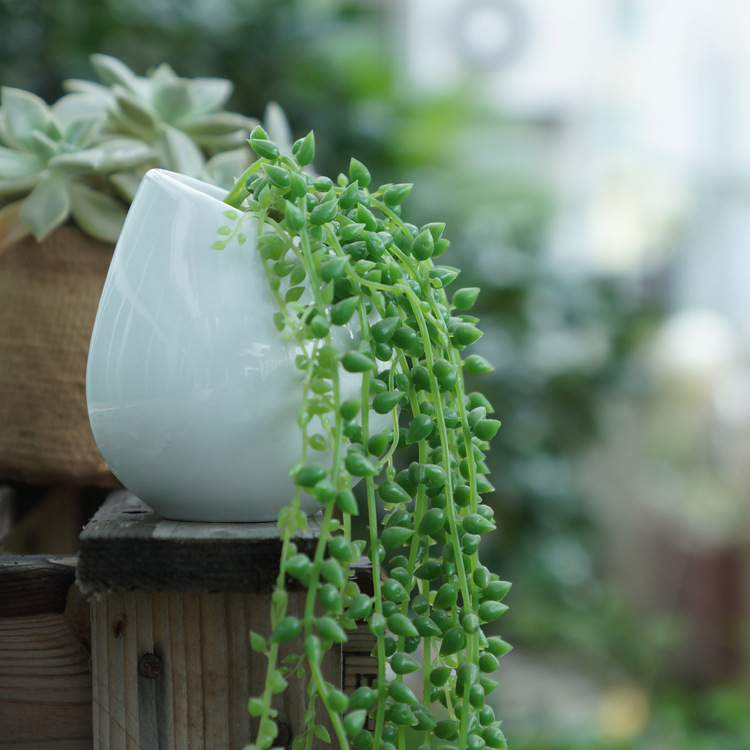 简约多肉植物花盆桌面壁挂花卉绿植组合盆栽拼盘陶瓷满额 小圆形 中等