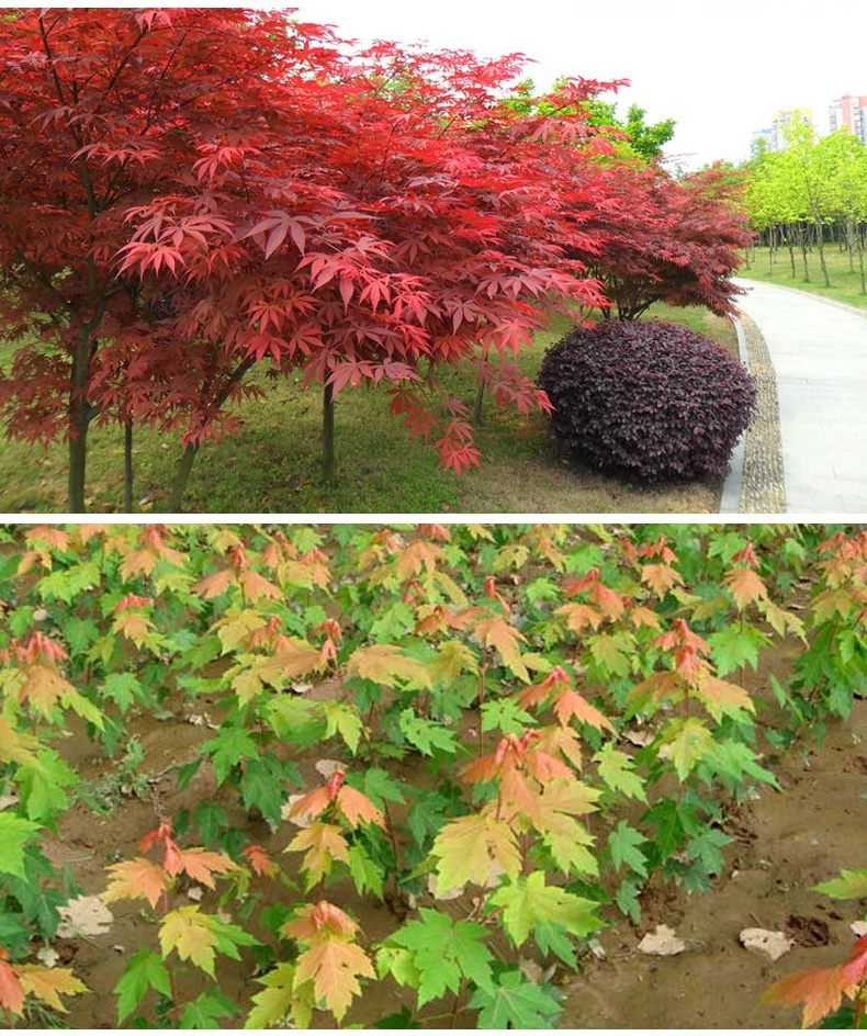 嫁接紅楓樹苗日本紅楓樹苗美國紅楓樹苗四季紅楓紅葉楓樹綠化苗木盆栽