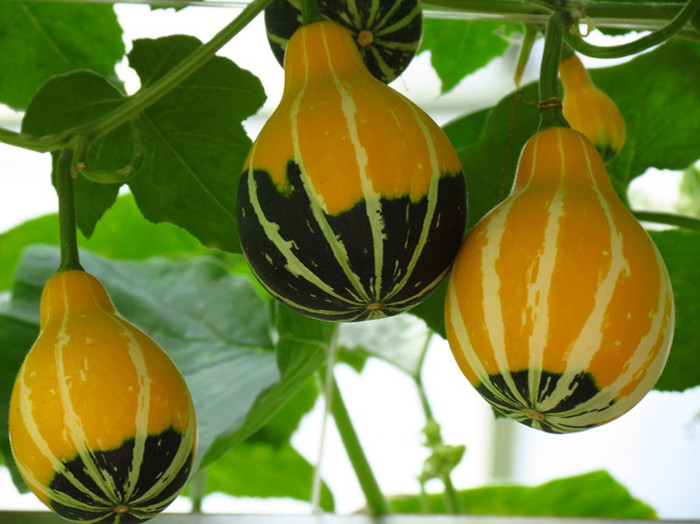 观果种子小淘气葫芦种子梨形玩具小南瓜只供观赏约8粒_ 6折现价3元