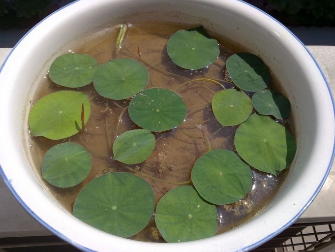 tlyy水培水生花卉碗蓮種子已開口荷花睡蓮植物盆栽帶盆 別樣美20粒帶