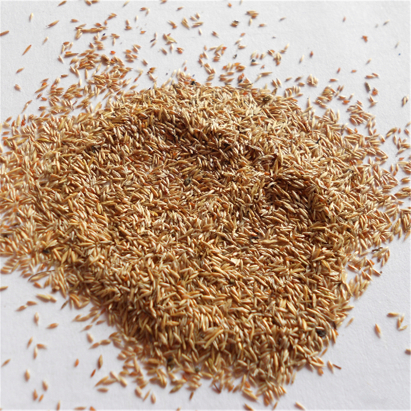 细弱剪股颖种子草坪种子 半斤