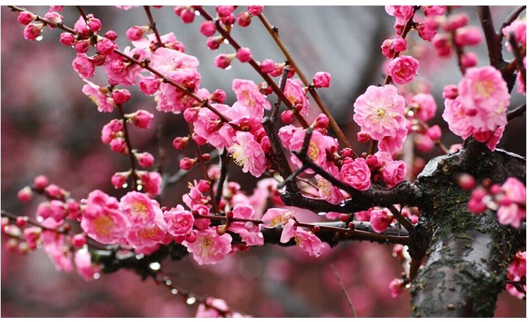 花卉盆栽梅花 紅梅 綠梅花苗 烏梅 美人梅 素心臘梅 3年生開花苗 紅梅