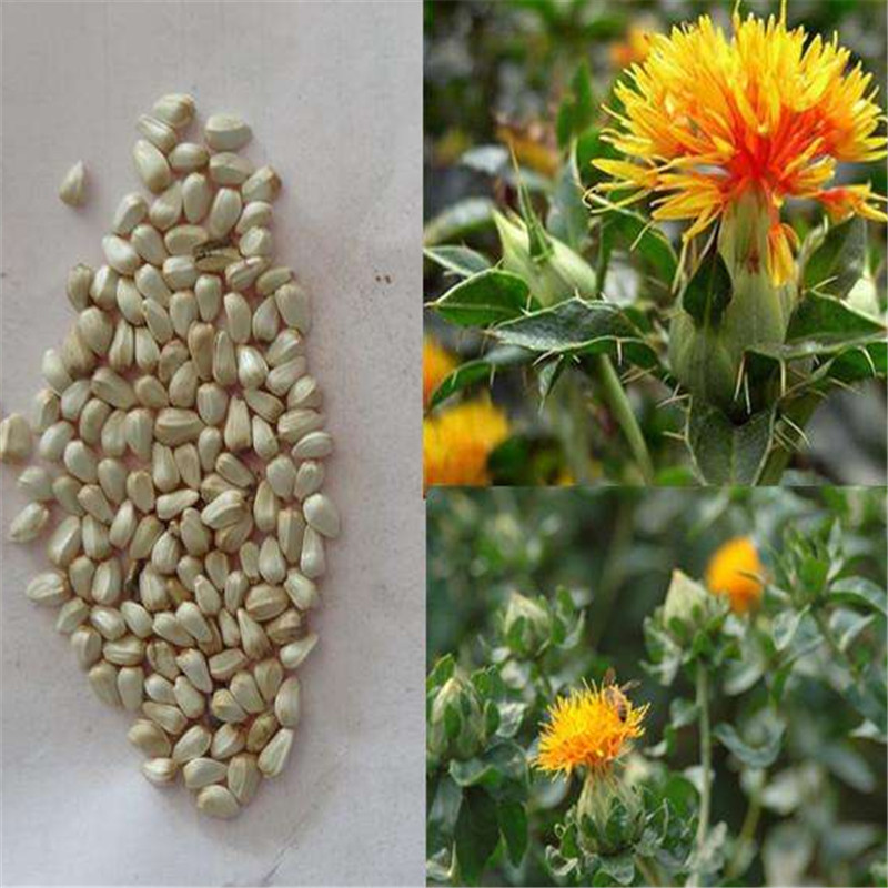 红花种子药材类保健中药种子活血行瘀利气止痛 一斤