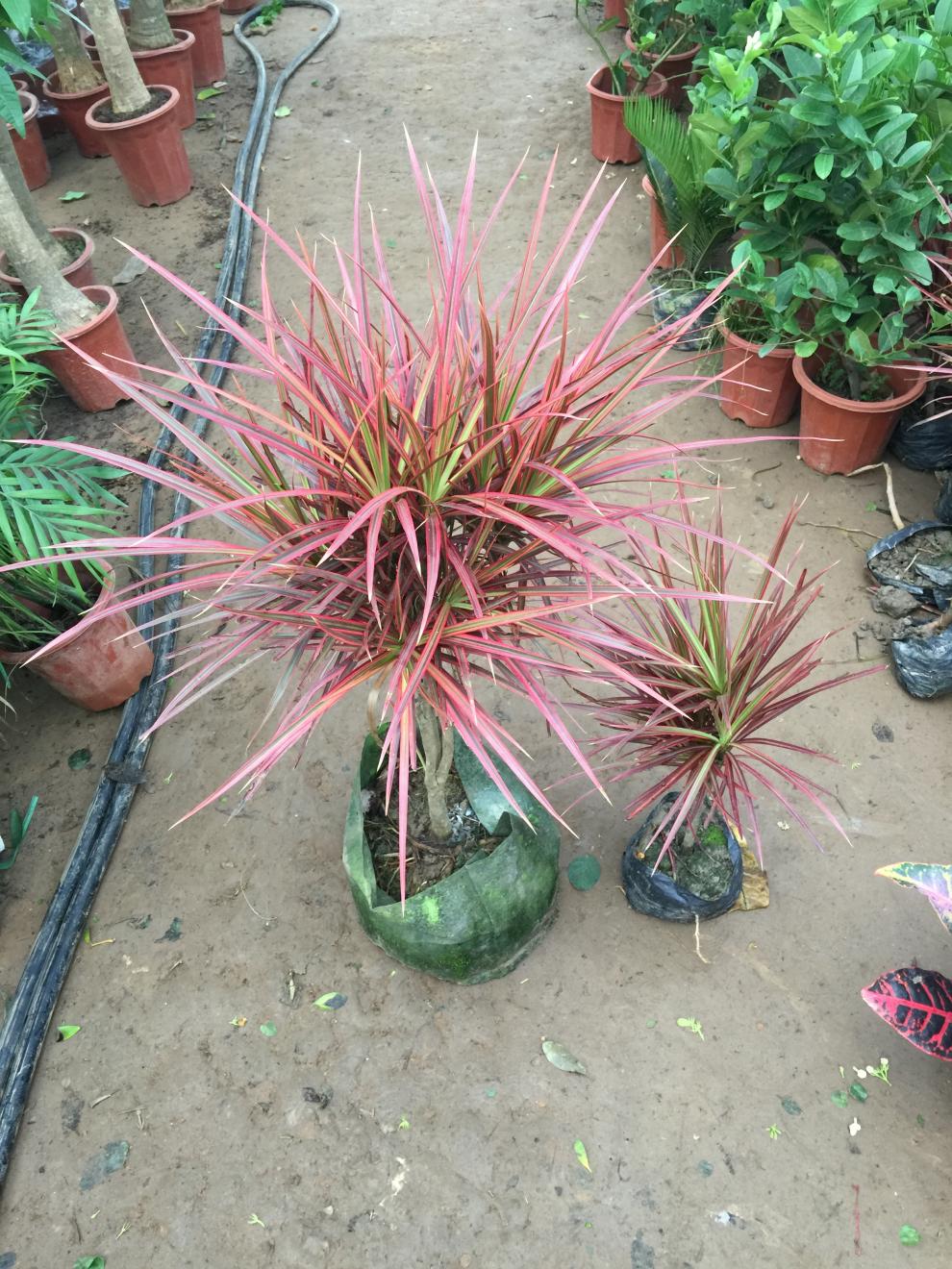 七彩铁 五彩千年木盆栽庭院室内阳台彩叶绿植 三色龙血树红竹观叶花镜