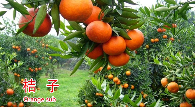 果木树苗批发基地