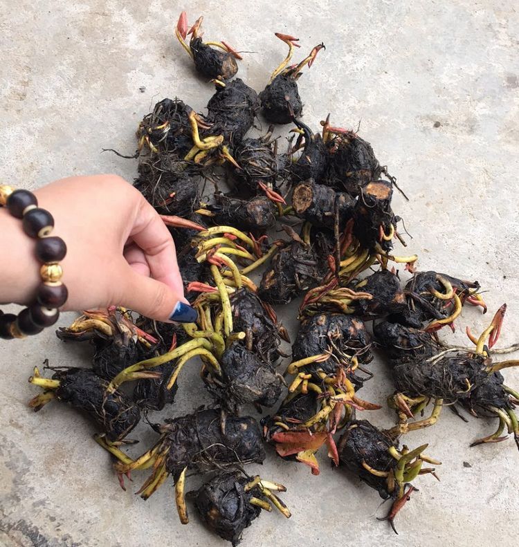 春夏秋热卖盆景睡莲根块水培植物 绿植水生花卉 藕莲根块睡莲花 迷你