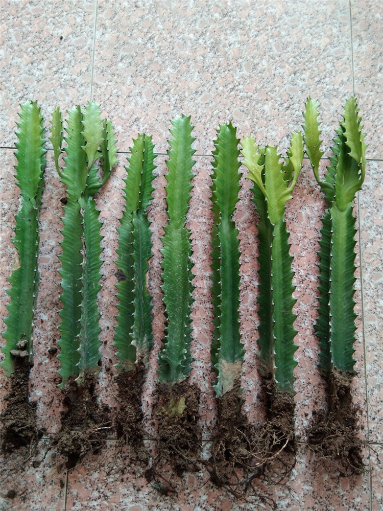 绿植盆栽彩色龙骨麒麟掌量天尺仙人多肉青龙骨40厘米1棵多头不含盆