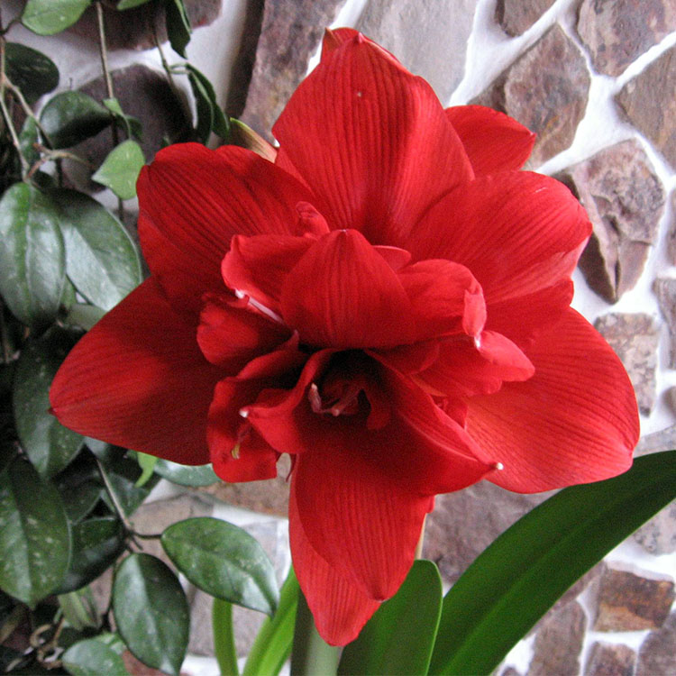 荷兰进口朱顶红花大种球盆栽重瓣朱顶红种球双龙其他