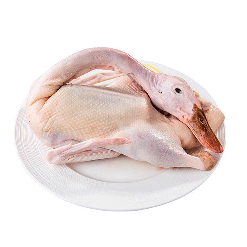 对面小城散养土鸭图片