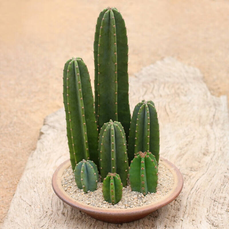 懒人园艺蓝柱仙人掌盆栽