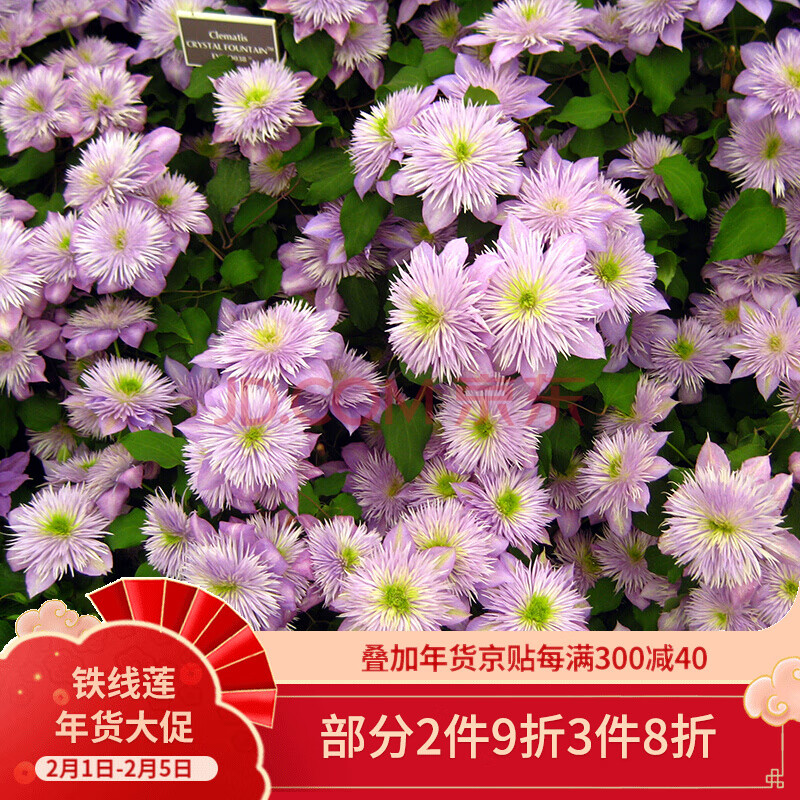 进口艾维森铁线莲p7盆栽苗 阳台丰花系列大花型花苗b组 骑士 p7