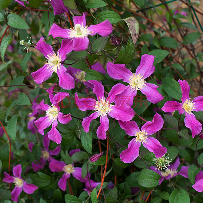 虹越 铁线莲p14 灵感 2.5年生苗 阳台庭院爬藤花卉植物